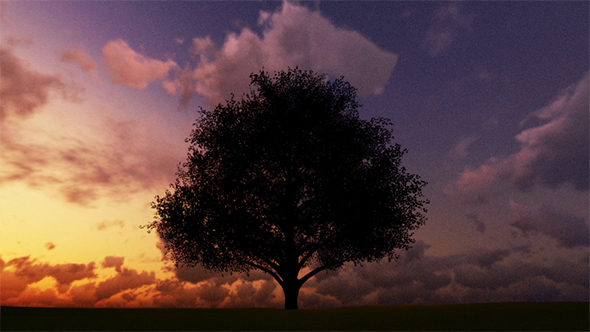 Tree Silhouette - Sunset Animation