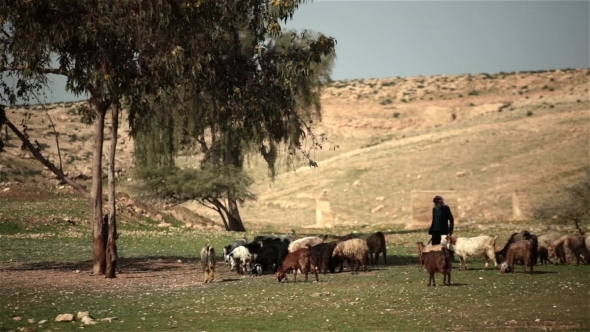 Biblical Story - Goats Grazing On Hills Under Tree, Stock Footage ...