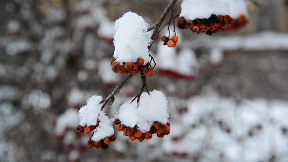 Rowan Berries Covered in Snow at Wintertime