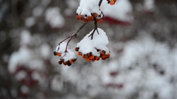 Rowan Berries Covered In Snow At Wintertime.