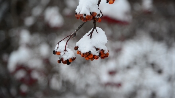 Rowan Berries Covered in Snow at Wintertime.