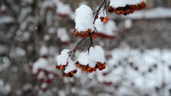 Rowan Berries Covered In Snow At Wintertime