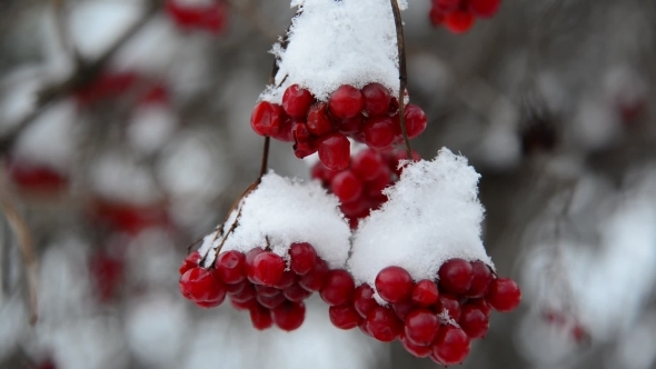 Viburnum Berries Covered In  Snow At Wintertime.