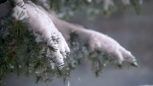 Snow And Pine Tree