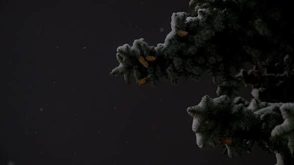Snow And Pine Tree 2