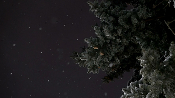 Winter Snow and Pine Christmas Tree