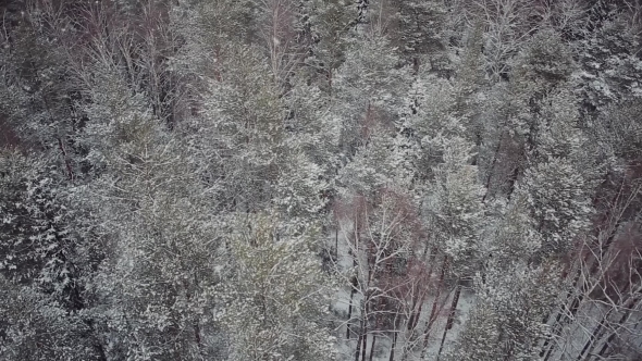 Snowfall In The Forest. Aerial Survey Over The Forest. The Tops Of The Trees alt