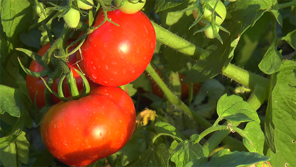 Red Tomatoes on a Branch