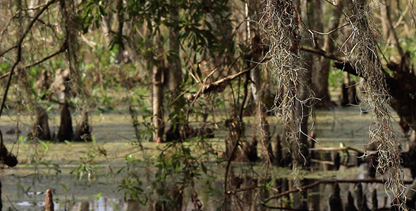 View of the Louisiana Bayou alt