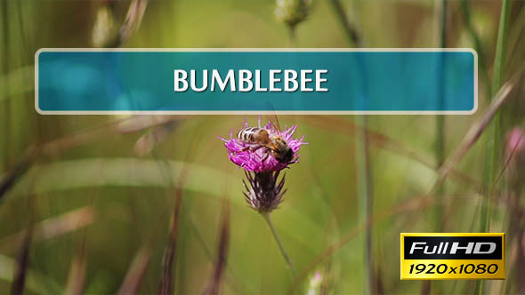 Bumblebee Polinate Flower
