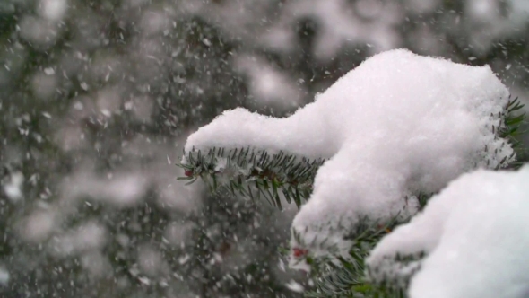 Winter Landscape.   Snow Falling In Winter Tree Park