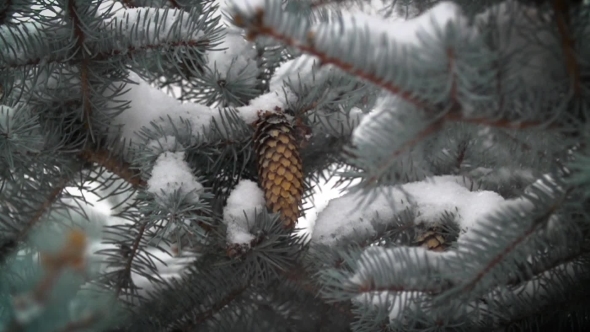 Snow Falling In Winter Tree Park