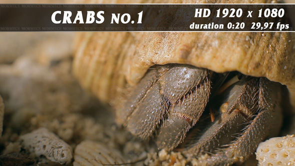 Crabs No.1
