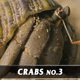 Crabs No.3 - VideoHive Item for Sale
