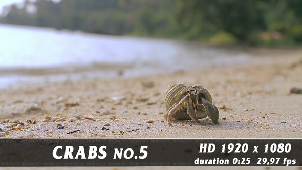 Crabs No.5 alt