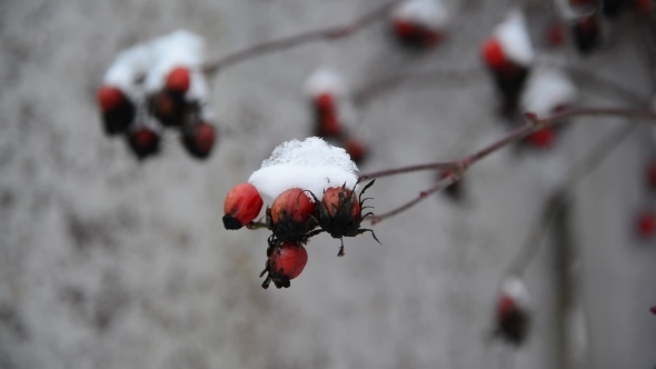 Rosehip Berries Covered In  Snow At Wintertime.