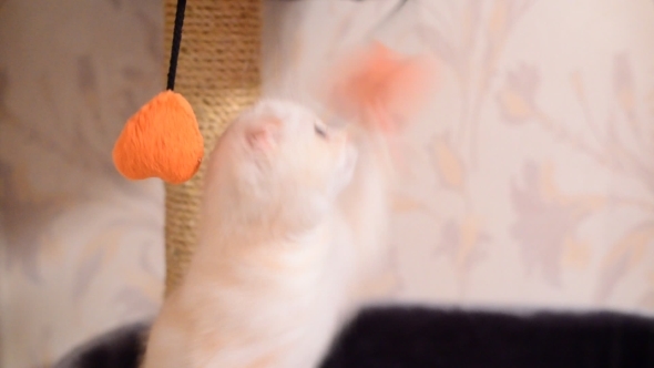 Beige Kitten Playing With a Toy And  Scratching Post