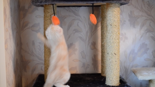 Beige Kitten Playing With a Toy And  Scratching Post