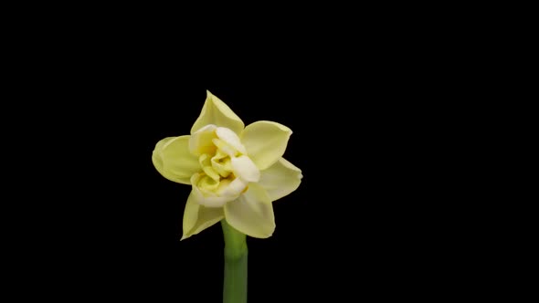Timelapse of Growing White Daffodils or Narcissus Flower Spring Daffodils Blooming on Black