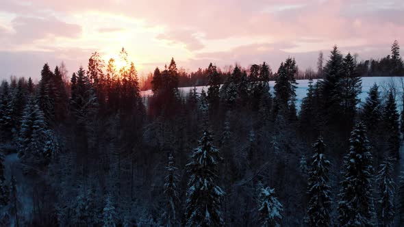 Golden Hour  Sunrays Over the Evergreen Trees Covered with Snow During Snowfall Season alt
