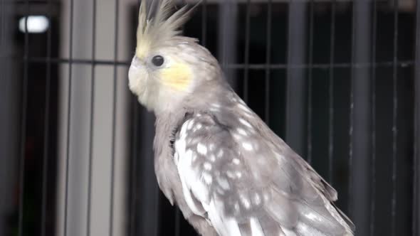 White gray parrot in a cage alt