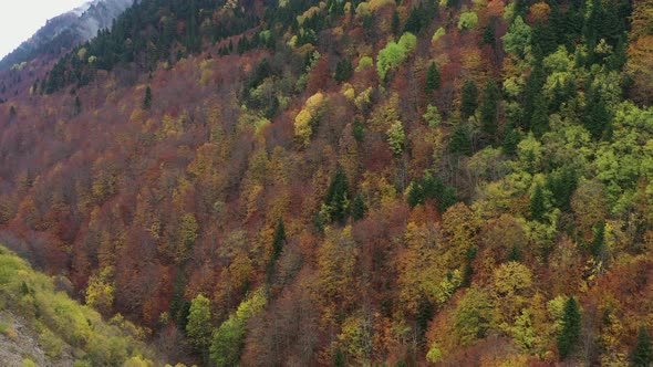 Autumn Trees in Mountains