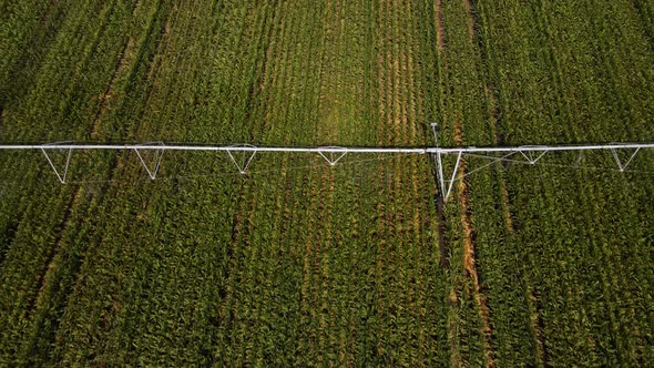 Aerial view of agricultural irrigation system watering corn field