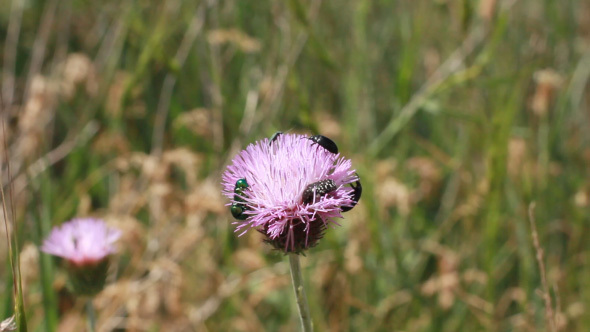 Small Bugs On Purple Flower In The Garden