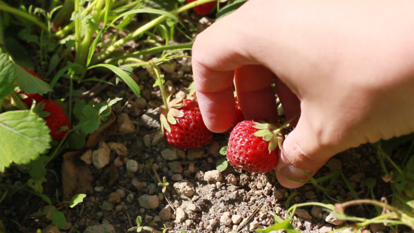 Man's Hand Gathering Strawberry Crop In The Garden