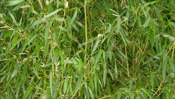 A Bamboo Plant Outside the Yard
