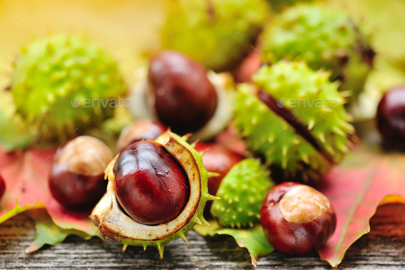 Fresh chestnuts on background autumn leaves - Stock Photo - Images