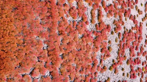 Vertical orientation video: Red grass. Red seaweed at the bottom of a dried-up lake