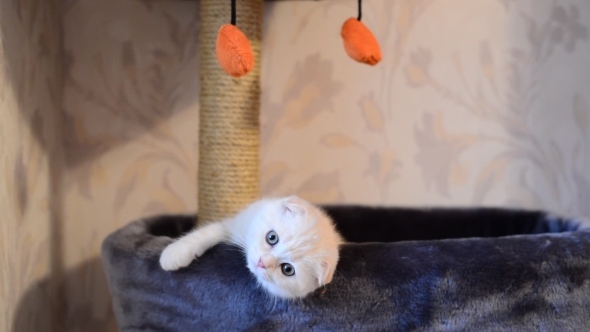 Beige Kitten Scottish Fold Breed On  Bed Near The Scratching Posts