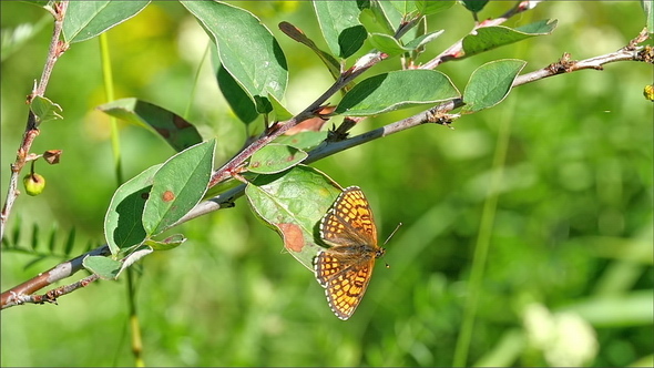 The Orange Butterfly on a Leaf then Fly Away alt