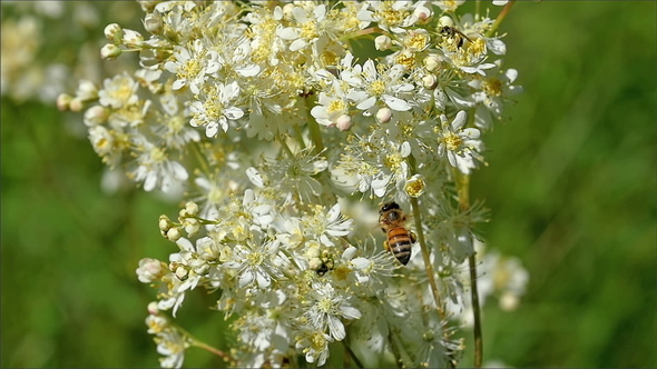 A Brown Bee Going Around the White Flowers