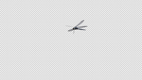 Dragonfly - Flying Loop - Alpha Chanel
