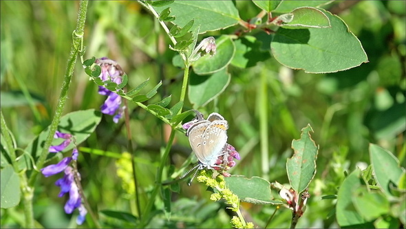 A White Butterfly on Top of the Flower