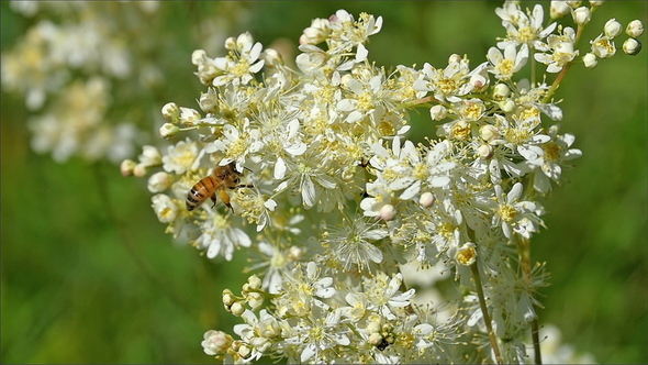 The Bee with Shiny Brown Body Going Around the Flowers
