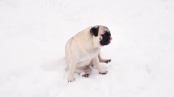 Funny Pug Dog Looking Surprised in Snowy Weather alt