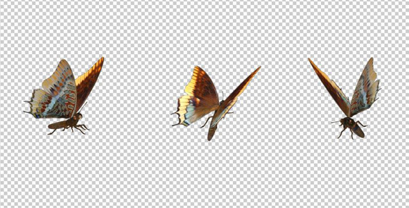 Flying Butterfly Foxy Emperior By Videomagus Videohive