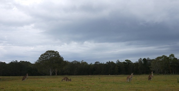Storm Clouds Over Kangaroos  alt