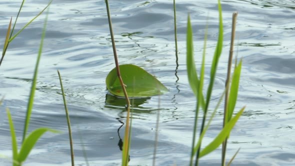 Water-Lily Leaf on Waves