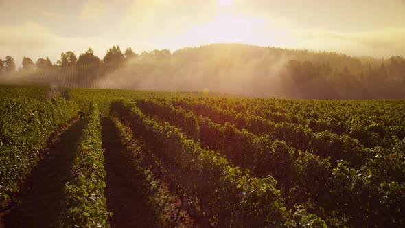 Beautiful vineyard at sunrise, time lapse. Shot on RED EPIC for high quality 4K, UHD, Ultra HD resol alt