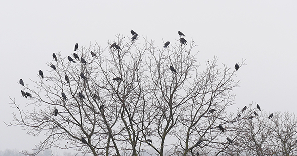 Black Ravens on the Tree Branch alt