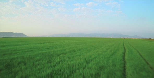 Aerial Rice Fields