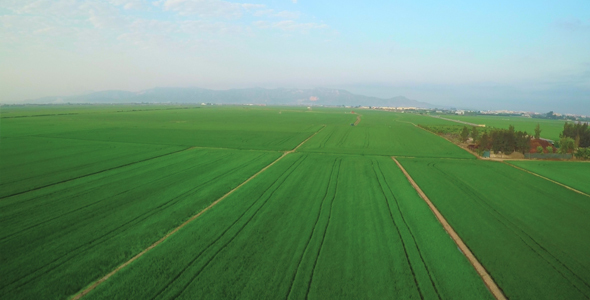 Aerial Rice Fields 2