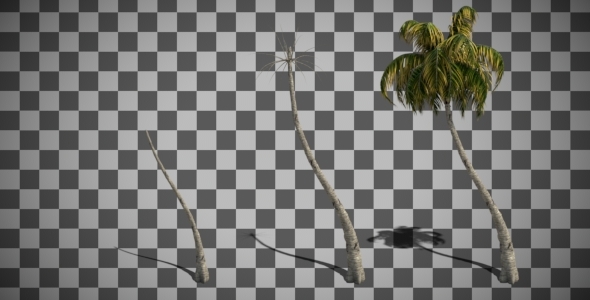 Growing Coconut Palm Tree Animation