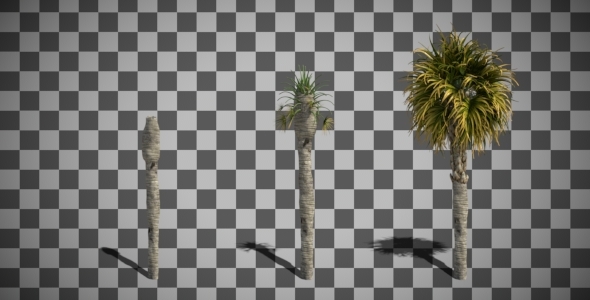 Growing Small Palm Tree Animation