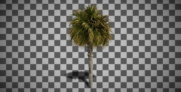 Small Palm Tree Swaying In The Wind