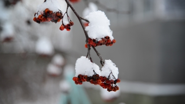 Rowan Berries Covered In Snow At Wintertime.